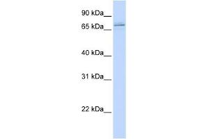 MAK antibody used at 1 ug/ml to detect target protein. (MAK Antikörper  (C-Term))