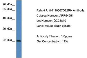 Western Blotting (WB) image for anti-Galectin-Related Protein (GRP) (Middle Region) antibody (ABIN2774094)