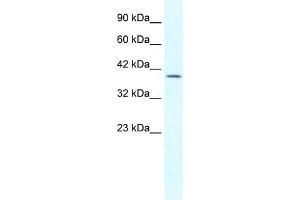 WB Suggested Anti-GBX2 Antibody Titration: 1. (GBX2 Antikörper  (Middle Region))