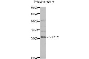 Western blot analysis of extracts of mouse intestine, using BCL2L2 antibody (ABIN6291794) at 1:1000 dilution. (BCL2L2 Antikörper)