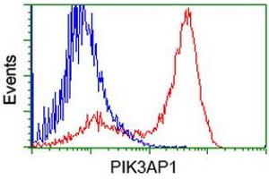 HEK293T cells transfected with either RC214125 overexpress plasmid (Red) or empty vector control plasmid (Blue) were immunostained by anti-PIK3AP1 antibody (ABIN2453456), and then analyzed by flow cytometry. (PIK3AP1 Antikörper)