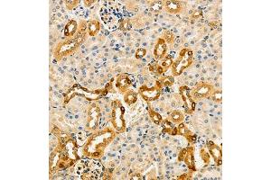 Immunohistochemistry of paraffin embedded mouse kidney using ARSK (ABIN7073123) at dilution of 1:2000 (300x lens) (Arylsulfatase K Antikörper)