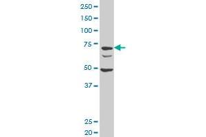 DCST1 polyclonal antibody (A01), Lot # 060111JC01. (DCST1 Antikörper  (AA 532-630))