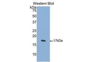 Western Blotting (WB) image for anti-Sema Domain, Immunoglobulin Domain (Ig), Transmembrane Domain (TM) and Short Cytoplasmic Domain, (Semaphorin) 4D (SEMA4D) (AA 502-636) antibody (ABIN1860525) (SEMA4D/CD100 Antikörper  (AA 502-636))
