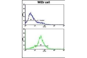 Flow cytometric analysis of WiDr cells using HSP90AB1 Antibody (Center)(bottom histogram) compared to a negative control cell (top histogram).