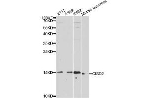 Western blot analysis of extracts of various cell lines, using CISD2 antibody (ABIN6291913) at 1:1000 dilution. (CISD2 Antikörper)