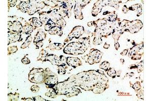 Immunohistochemical analysis of paraffin-embedded human-placenta, antibody was diluted at 1:200 (DDT Antikörper  (AA 50-90))