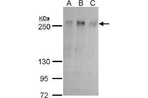 WB Image ZO-1 antibody detects ZO-1 protein by western blot analysis. (TJP1 Antikörper  (C-Term))