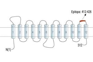 anti-Solute Carrier Family 19 (Folate Transporter), Member 1 (SLC19A1) (AA 412-426), (Extracellular Loop) antibody