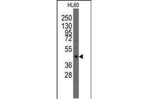 Western blot analysis of anti-Lmx1a Pab in HL60 cell line lysates (35ug/lane). (LMX1A Antikörper  (AA 130-159))