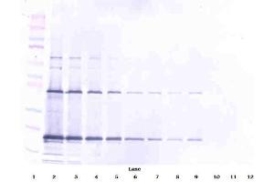 Western Blot (Unreduced) using CD253 / TRAIL antibody