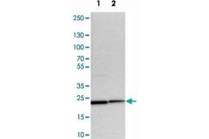 Western blot analysis of cell lysates with YIF1A polyclonal antibody  at 1:250-1:500 dilution. (YIF1A Antikörper)