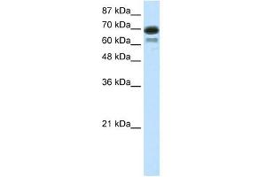 WB Suggested Anti-ELL Antibody Titration: 7. (ELL Antikörper  (C-Term))