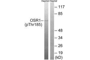 Western Blotting (WB) image for anti-Odd-Skipped Related 1 (OSR1) (pThr185) antibody (ABIN1847632) (OSR1 Antikörper  (pThr185))