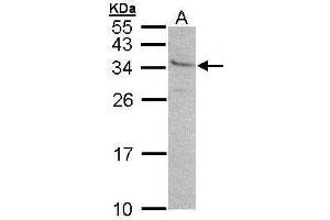 WB Image Sample (30 ug of whole cell lysate) A: 293T 12% SDS PAGE antibody diluted at 1:500 (GEM Antikörper  (N-Term))