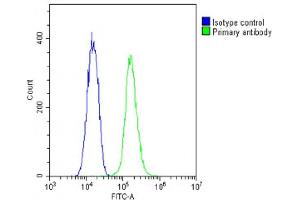 Overlay histogram showing C2C12 cells stained with (ABIN6242190 and ABIN6578880)(green line). (TUBG2 Antikörper  (AA 400-434))