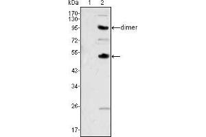Western blot analysis using CSF1 mouse mAb against human recombinant CSF2(AA:18-144) (1) and CSF1(AA:33-496) (2). (M-CSF/CSF1 Antikörper)