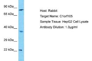 Host: Rabbit Target Name: C1orf105 Sample Type: HepG2 Whole Cell lysates Antibody Dilution: 1. (C1ORF105 Antikörper  (C-Term))