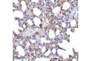 Immunohistochemistry of Blimp-1 in mouse lung tissue with Blimp-1 antibody at 5 μg/ml. (PRDM1 Antikörper  (N-Term))
