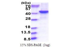 SDS-PAGE (SDS) image for Guanine Nucleotide Binding Protein (G Protein), Q Polypeptide (GNAQ) (AA 1-359) protein (His tag) (ABIN5853859)