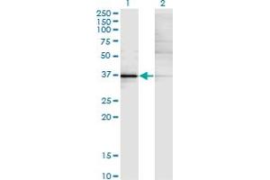 Western Blot analysis of KLF15 expression in transfected 293T cell line by KLF15 monoclonal antibody (M02), clone 1F3.
