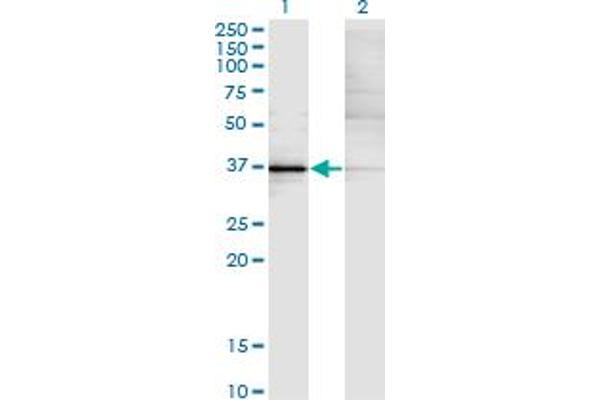KLF15 anticorps  (AA 1-78)