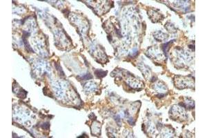 Immunohistochemical staining (Formalin-fixed paraffin-embedded sections) of human placenta with LGALS13 monoclonal antibody, clone PP13/1162 . (LGALS13 Antikörper  (AA 23-134))