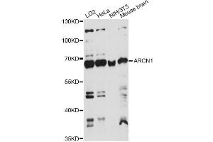 Western blot analysis of extracts of various cell lines, using ARCN1 antibody (ABIN6291610) at 1:1000 dilution. (ARCN1 Antikörper)