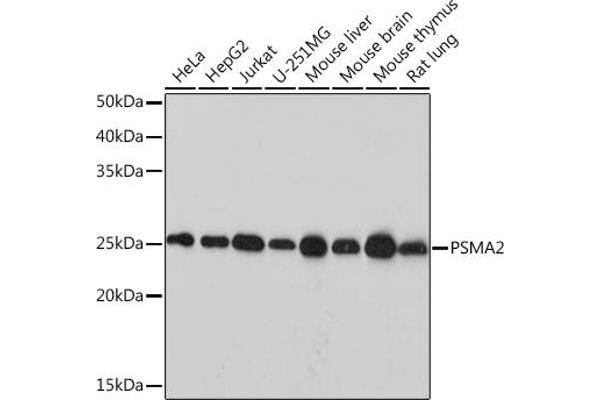 PSMA2 Antikörper