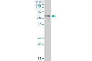 CCT8 MaxPab polyclonal antibody. (CCT8 Antikörper  (AA 1-548))