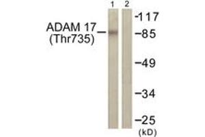 Western blot analysis of extracts from K562 cells treated with UV 5', using ADAM 17 (Phospho-Thr735) Antibody. (ADAM17 Antikörper  (pThr735))