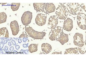 Immunohistochemical analysis of paraffin-embedded mouse testis tissue. (TGFB1 Antikörper  (AA 310-390))