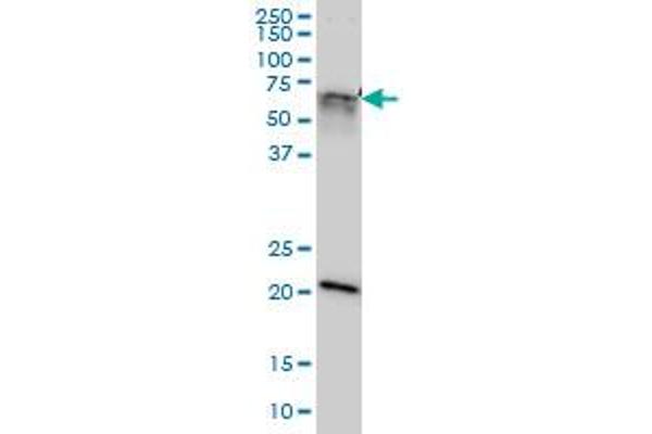 GATAD2A Antikörper  (AA 26-134)