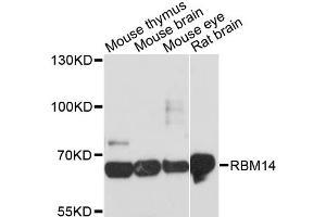 Western blot analysis of extracts of various cell lines, using RBM14 antibody (ABIN6290247) at 1:3000 dilution.