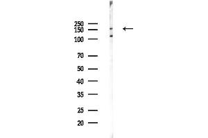 anti-Cyclin B3 (CCNB3) (N-Term) antibody