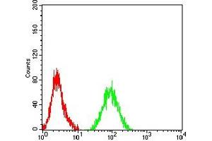 Flow cytometric analysis of HL-60 cells using CD124 mouse mAb (green) and negative control (red). (IL4 Receptor Antikörper  (AA 26-232))