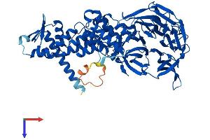 Kelch-like protein 41 (KLHL41) (AA 1-606) protein (His tag)