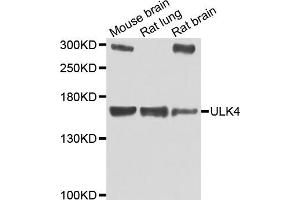 Western blot analysis of extracts of various cell lines, using ULK4 antibody (ABIN5975557) at 1/1000 dilution. (ULK4 Antikörper)