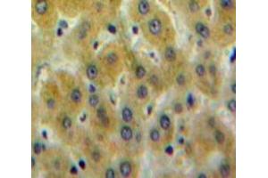 IHC-P analysis of Liver tissue, with DAB staining. (PLEKHA1 Antikörper  (AA 92-346))