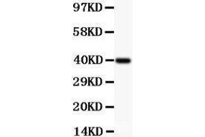 Anti-MCL1 Picoband antibody,  All lanes: Anti MCL1  at 0. (MCL-1 Antikörper  (AA 1-350))