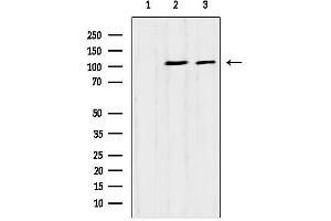 anti-Cell Cycle Associated Protein 1 (Caprin-1) (Internal Region) antibody