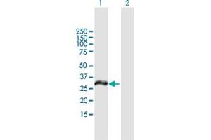 Western Blot analysis of MCTP2 expression in transfected 293T cell line by MCTP2 MaxPab polyclonal antibody. (MCTP2 Antikörper  (AA 1-306))