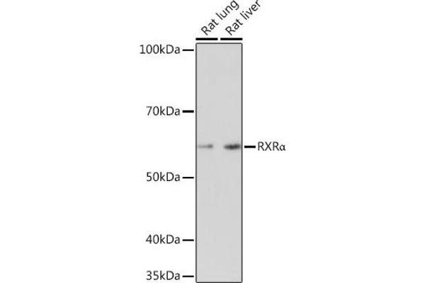 Retinoid X Receptor alpha anticorps