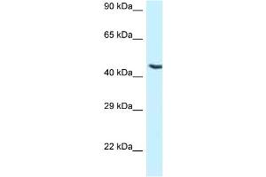 WB Suggested Anti-NR5A1 Antibody Titration: 1.