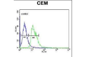 Flow cytometric analysis of CEM cells (right histogram) compared to a negative control cell (left histogram). (DIAPH2 Antikörper  (AA 870-899))