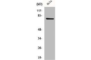 Western Blot analysis of HeLa cells using CEP78 Polyclonal Antibody (CEP78 Antikörper  (Internal Region))