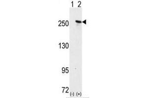 Image no. 1 for anti-Microtubule-Associated Protein 2 (MAP2) (C-Term) antibody (ABIN357399) (MAP2 Antikörper  (C-Term))