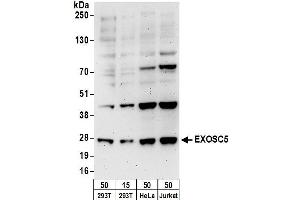 anti-Exosome Component 5 (EXOSC5) (AA 1-50) antibody