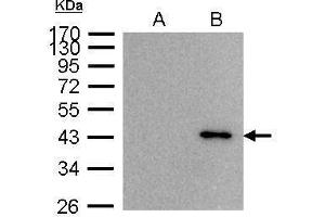 IP Image BRE antibody immunoprecipitates BRE protein in IP experiments.
