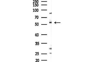 Western blot analysis of lysates from COLO205 cells(heat-shock,45 min treatment), using FucT-IV Antibody at 1/1000 dilution.
